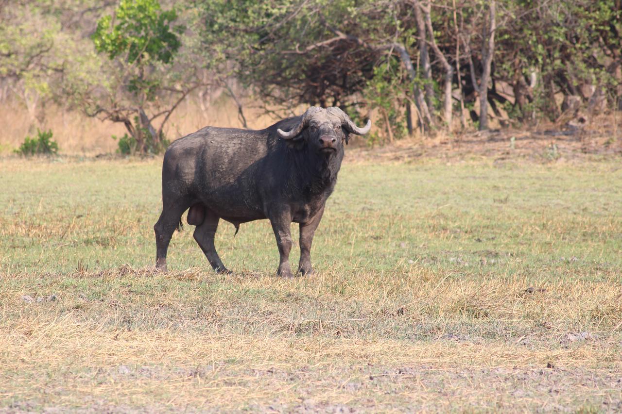 Chaminuka Lodge Lusaka Dış mekan fotoğraf