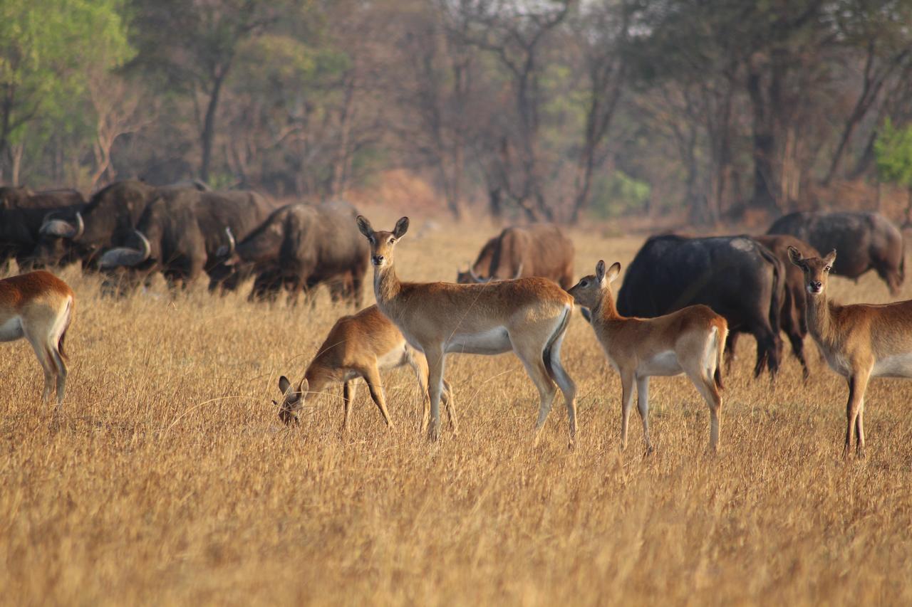 Chaminuka Lodge Lusaka Dış mekan fotoğraf