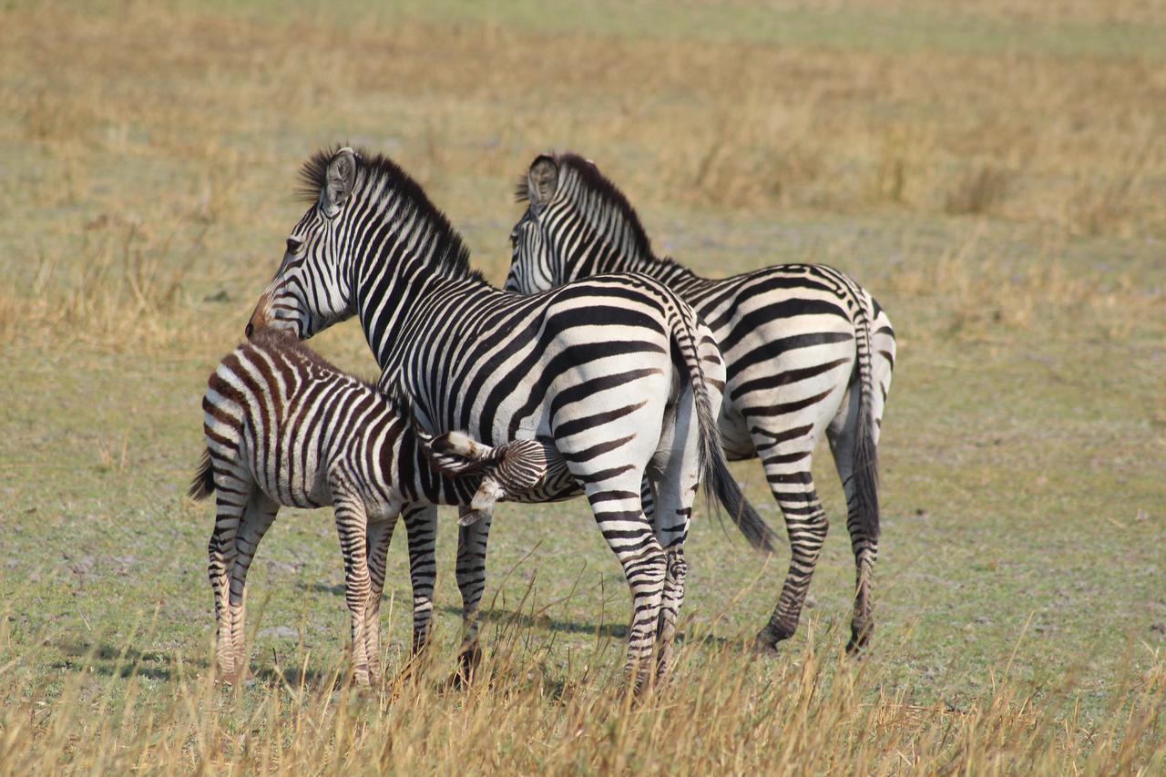 Chaminuka Lodge Lusaka Dış mekan fotoğraf