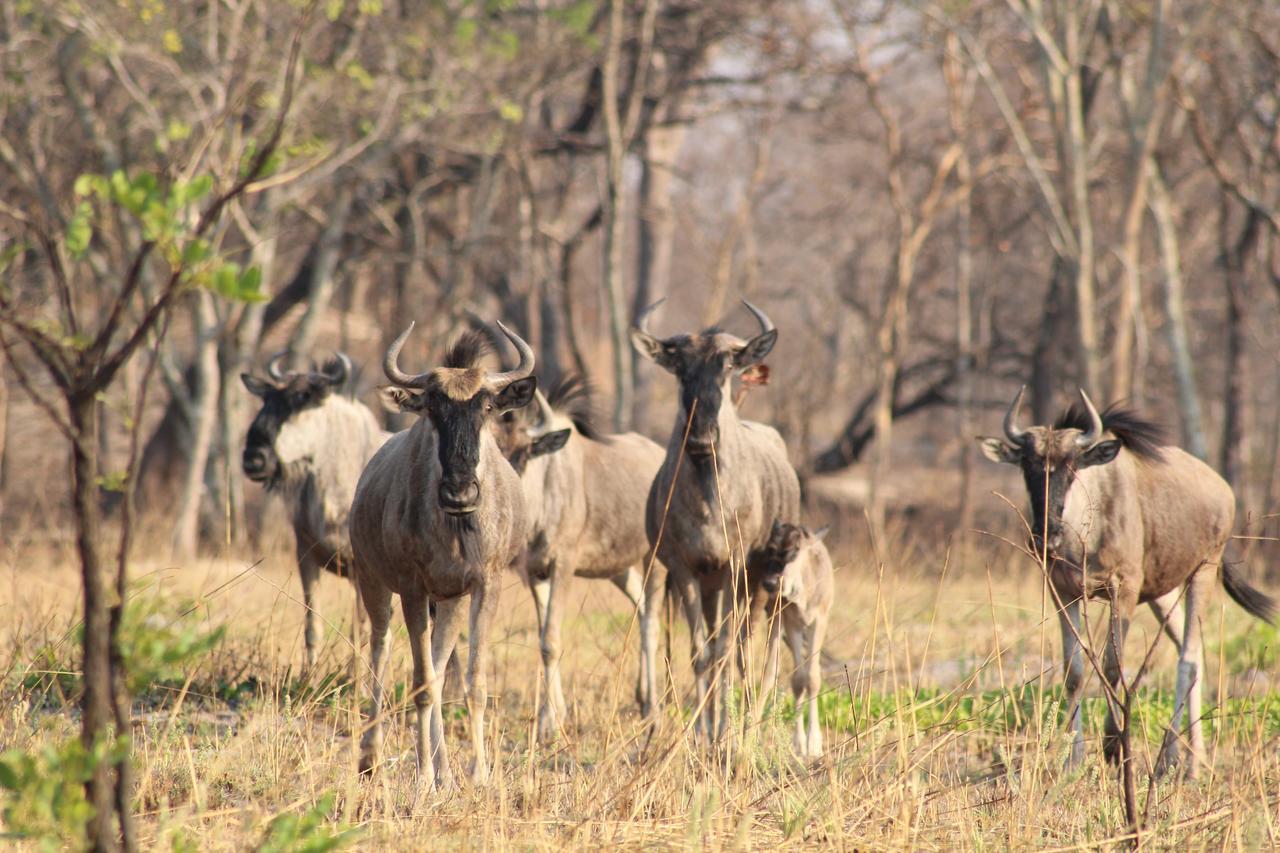 Chaminuka Lodge Lusaka Dış mekan fotoğraf