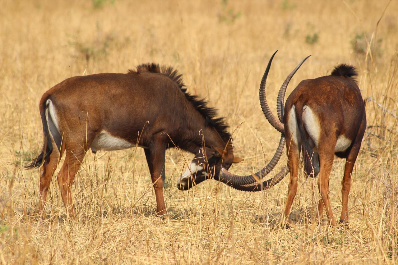 Chaminuka Lodge Lusaka Dış mekan fotoğraf