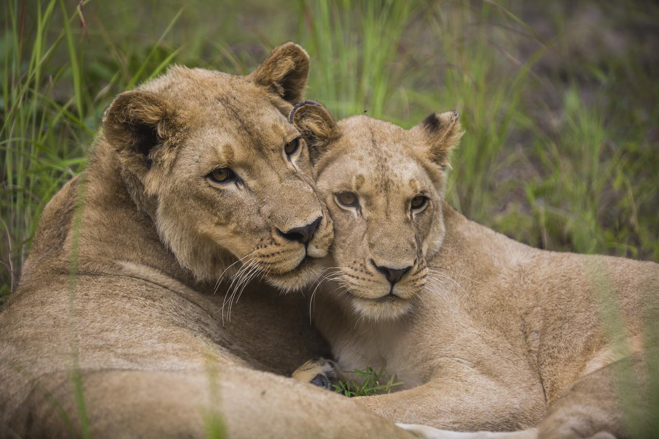 Chaminuka Lodge Lusaka Dış mekan fotoğraf