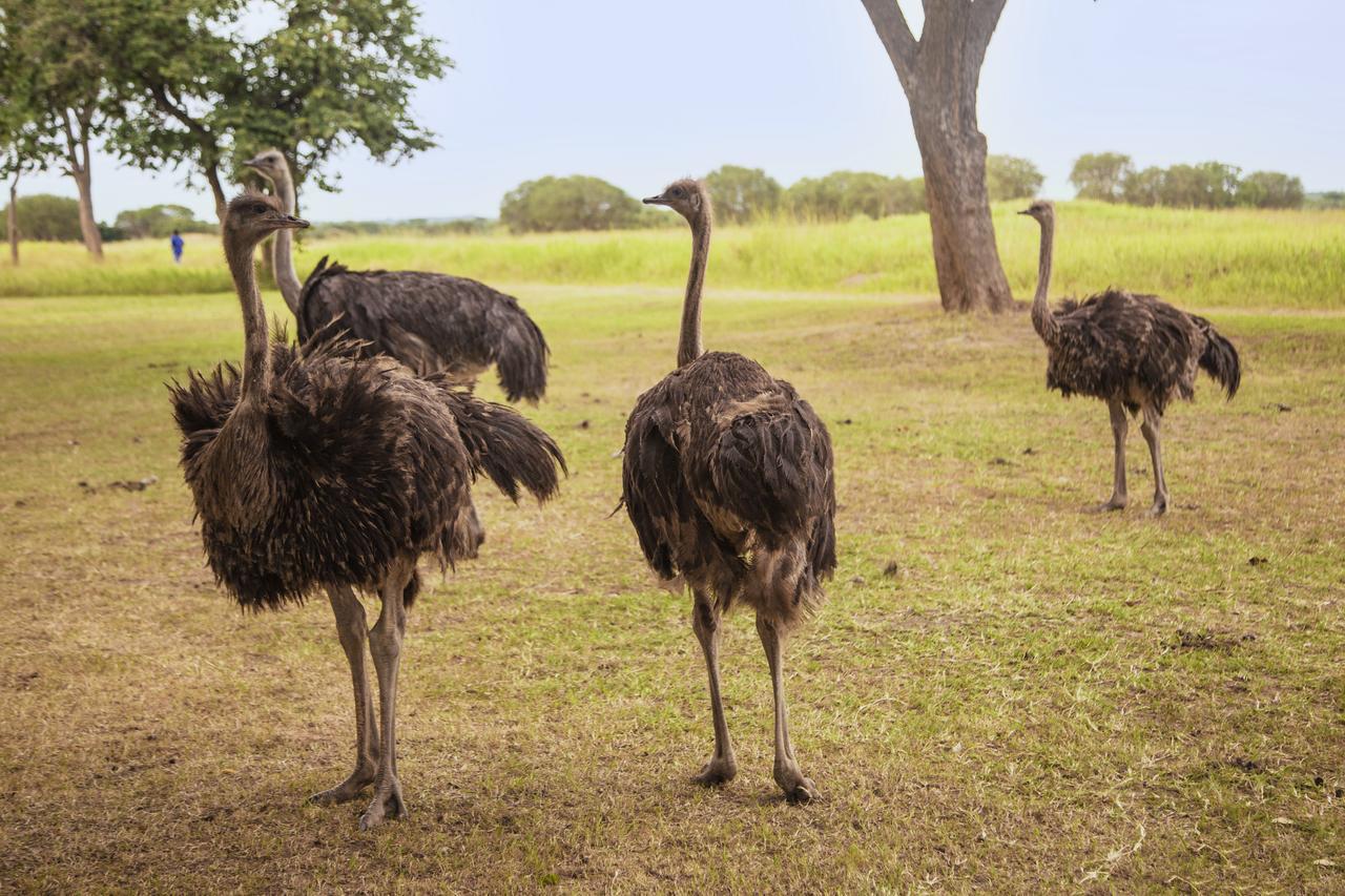 Chaminuka Lodge Lusaka Dış mekan fotoğraf