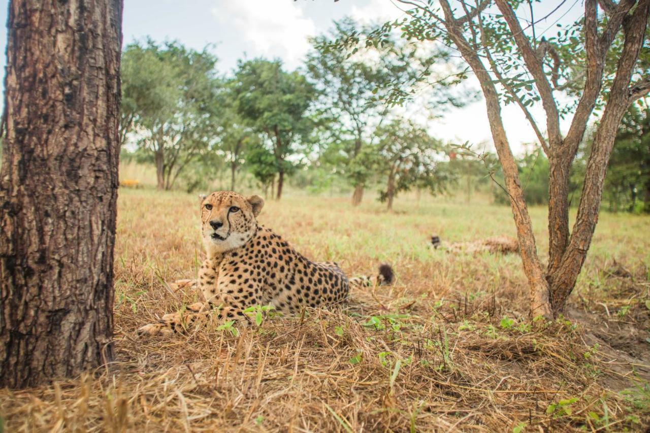 Chaminuka Lodge Lusaka Dış mekan fotoğraf