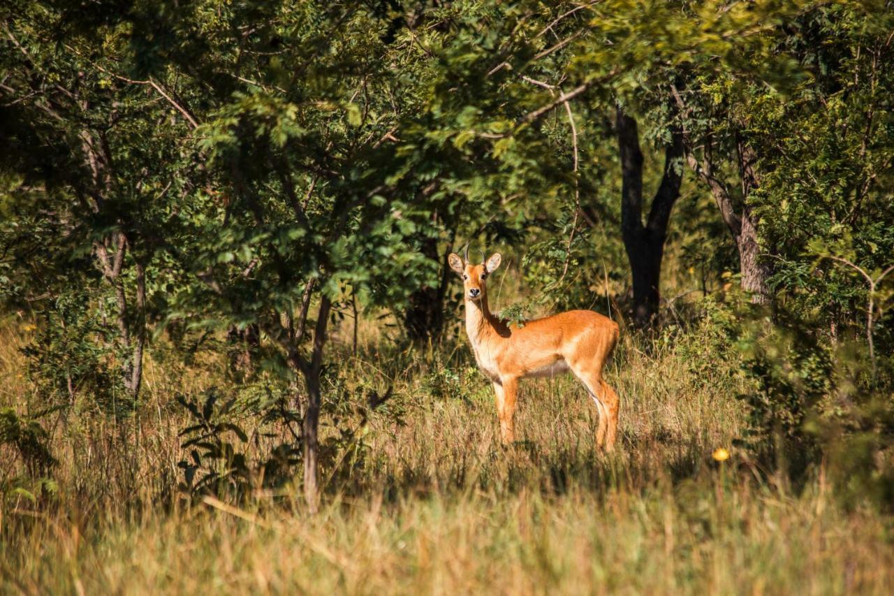 Chaminuka Lodge Lusaka Dış mekan fotoğraf