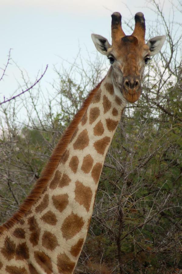 Chaminuka Lodge Lusaka Dış mekan fotoğraf